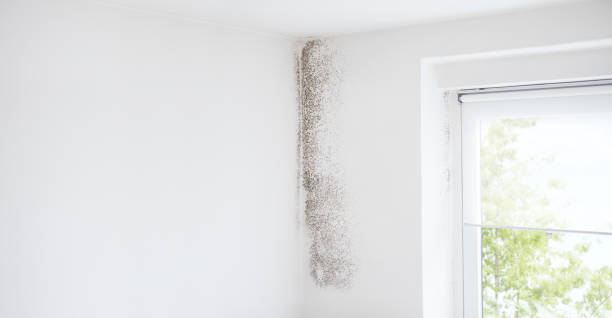Mold Removal for HVAC Installations in Pacific, MO