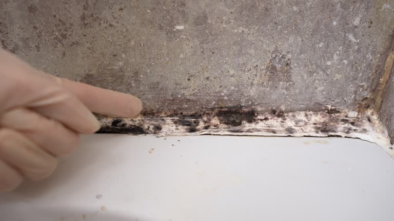 Trusted Pacific, MO Mold Removal Experts